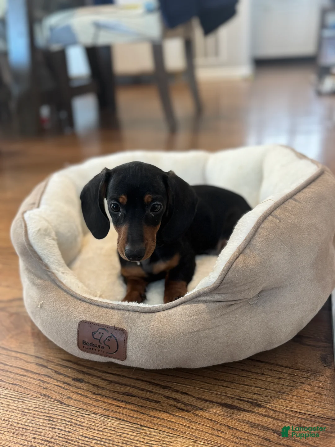 Miniature Dachshund dogs for sale: Twinkle - Ad 2