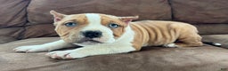 American Bully dogs for sale: Diesel - Ad 1