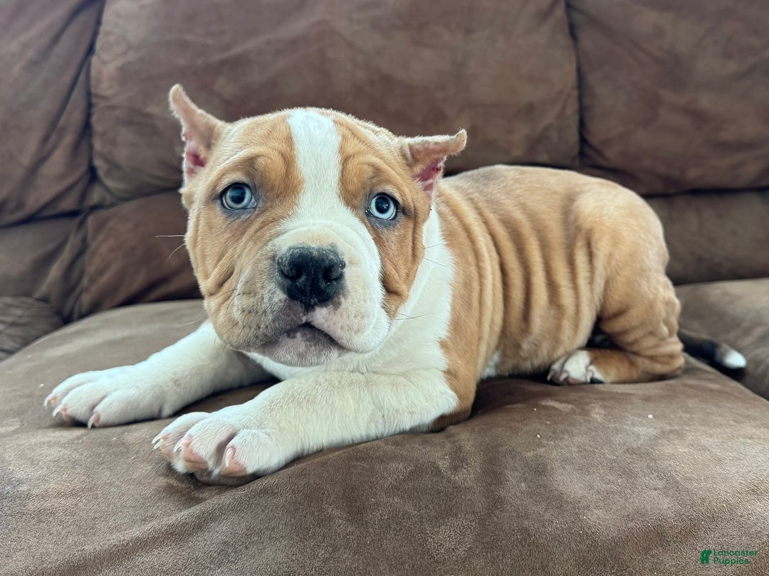 American Bully dogs for sale: Diesel - Ad 1