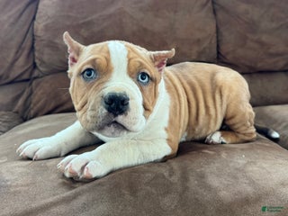 American Bully dogs Diesel - Ad 42