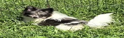 Pomeranian dogs for sale: Pomeranian 1 - Ad 1