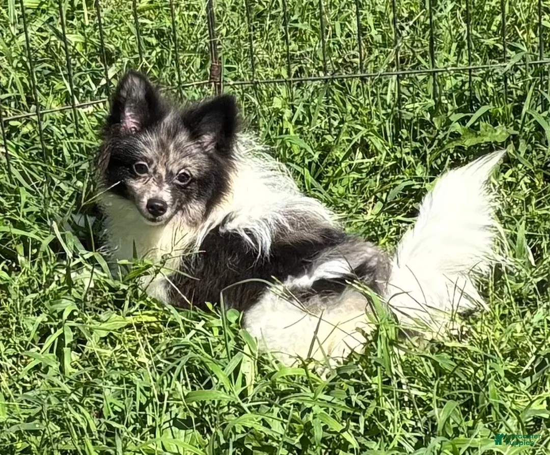 Pomeranian dogs for sale: Pomeranian 1 - Ad 1