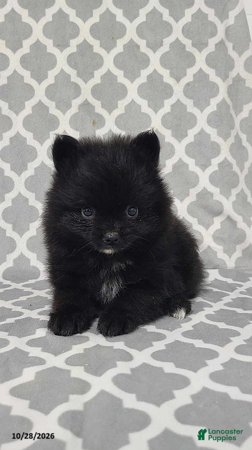 Pomeranian dogs for sale: Karl - Ad 1