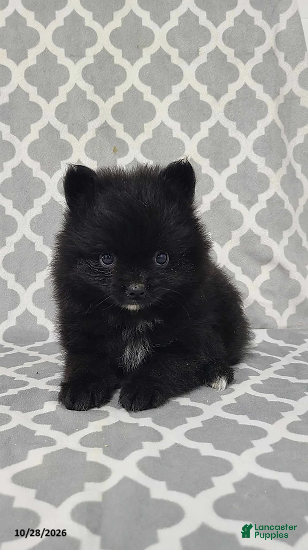 Pomeranian dogs for sale: Karl - Ad 1