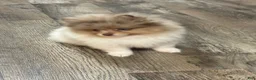 Pomeranian dogs for sale: #3  Cosmos  - Ad 2