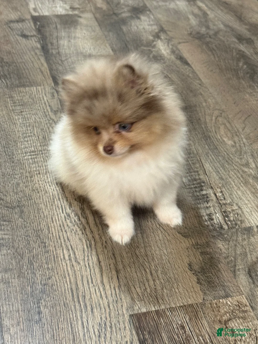 Pomeranian dogs for sale: #3  Cosmos  - Ad 2