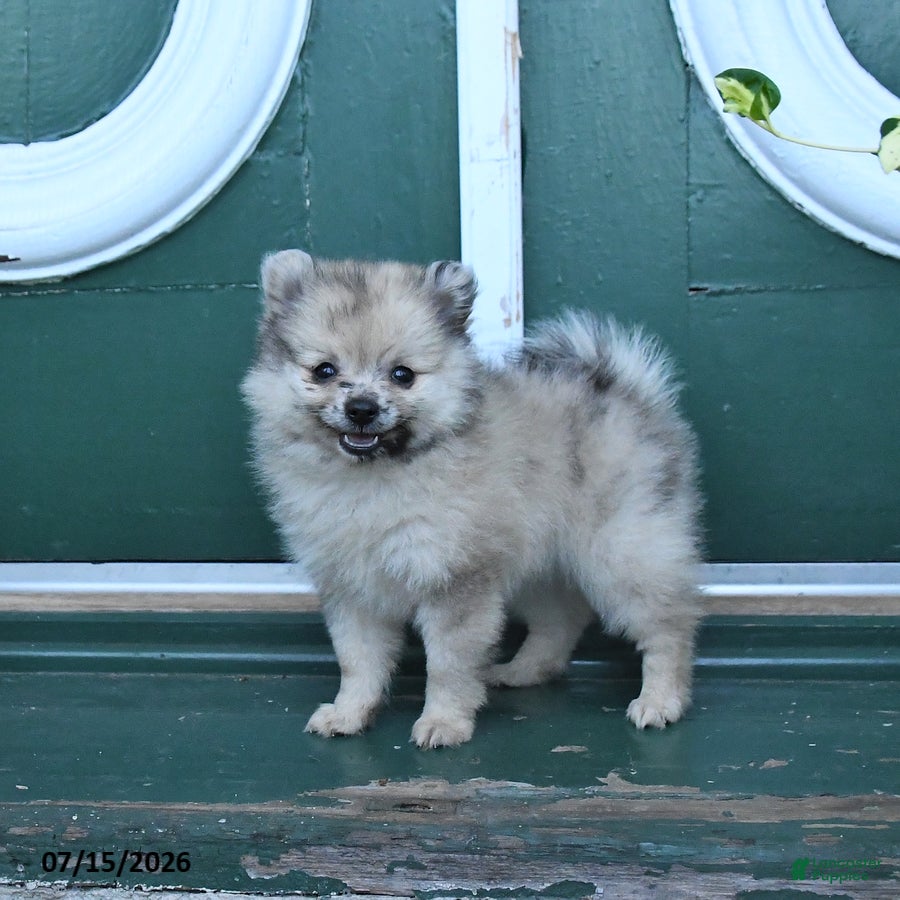 Pomeranian dogs Dotty - Ad 1