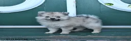 Pomeranian dogs for sale: Dotty - Ad 1