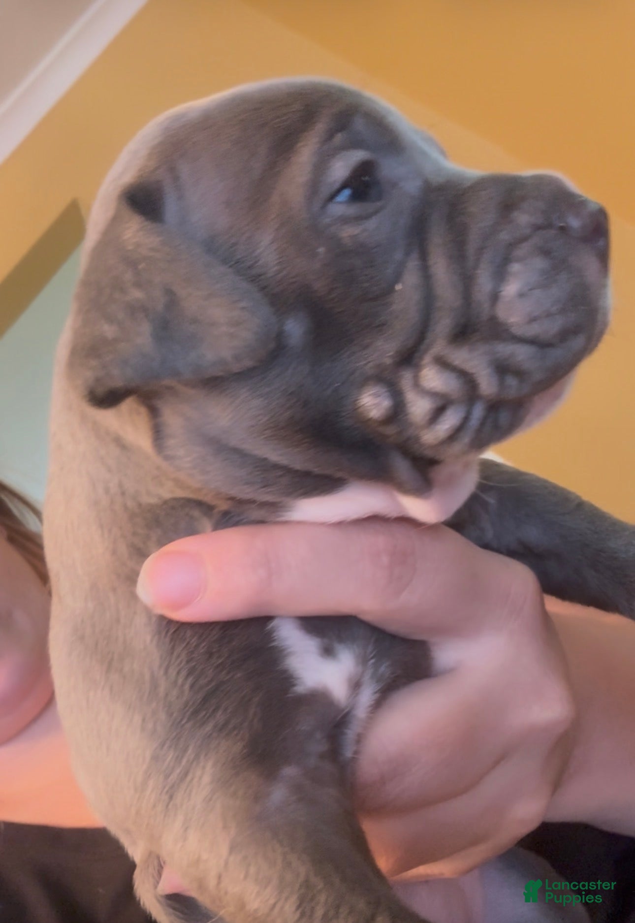 American Pit Bull Terrier dogs Brooklyn - Ad 13