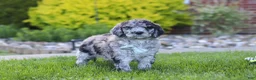 Newfypoo dogs for sale: Ranger - Ad 5