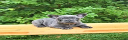 French Bulldog dogs for sale: Bailey - Ad 4