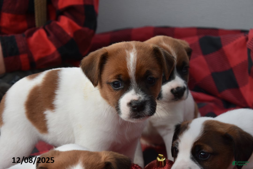 Jack Russell Terrier dogs for sale: Noel - Ad 3
