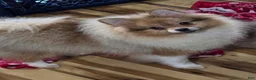 Pomeranian dogs for sale: Bo male Pomeranian  - Ad 2