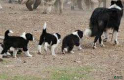 Border Collie dogs Rocky (Call-Text) - Ad 34