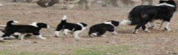 Border Collie dogs for sale: Rocky (Call-Text) - Ad 1