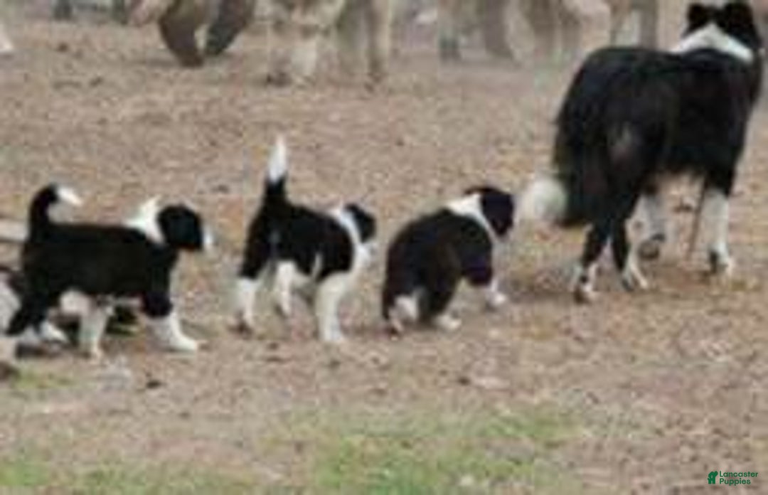 Border Collie dogs for sale: Rocky (Call-Text) - Ad 1