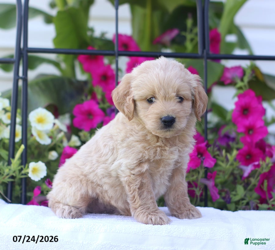 Mini Goldendoodle dogs Jethro - Ad 2