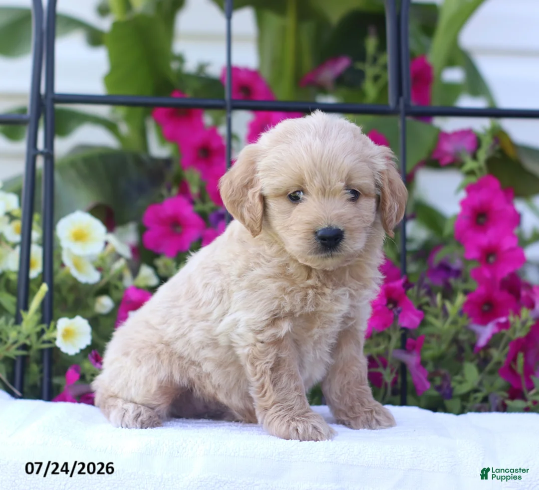 Mini Goldendoodle dogs for sale: Jethro - Ad 2
