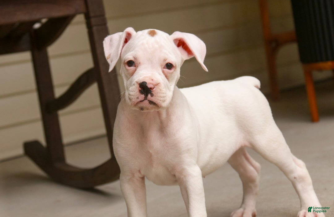 Boxer dogs Lily - Ad 2