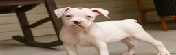 Boxer dogs for sale: Lily - Ad 2