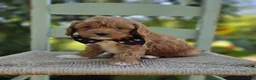 Cavapoo dogs for sale: Randy - Ad 3