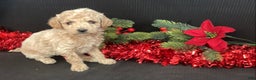 Mini Goldendoodle dogs for sale: Windy - Ad 7