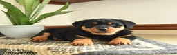 Rottweiler dogs for sale: Diego - Ad 3