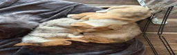 Welsh Corgi Pembroke dogs for sale: Welsh Corgi Pembroke 2 - Ad 14