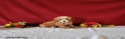 Cavapoo dogs for sale: Tonya - Ad 1