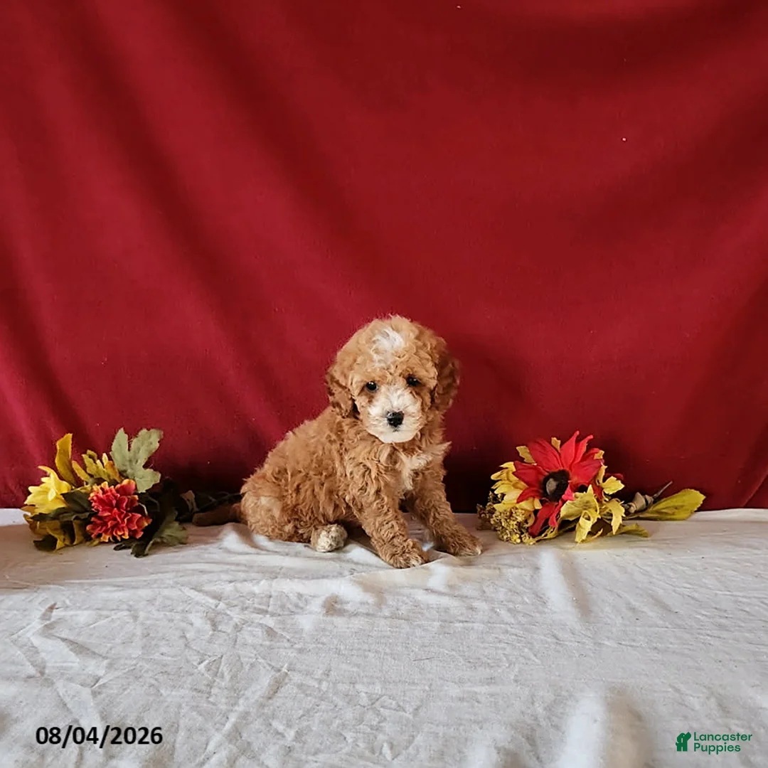 Cavapoo dogs for sale: Tonya - Ad 1
