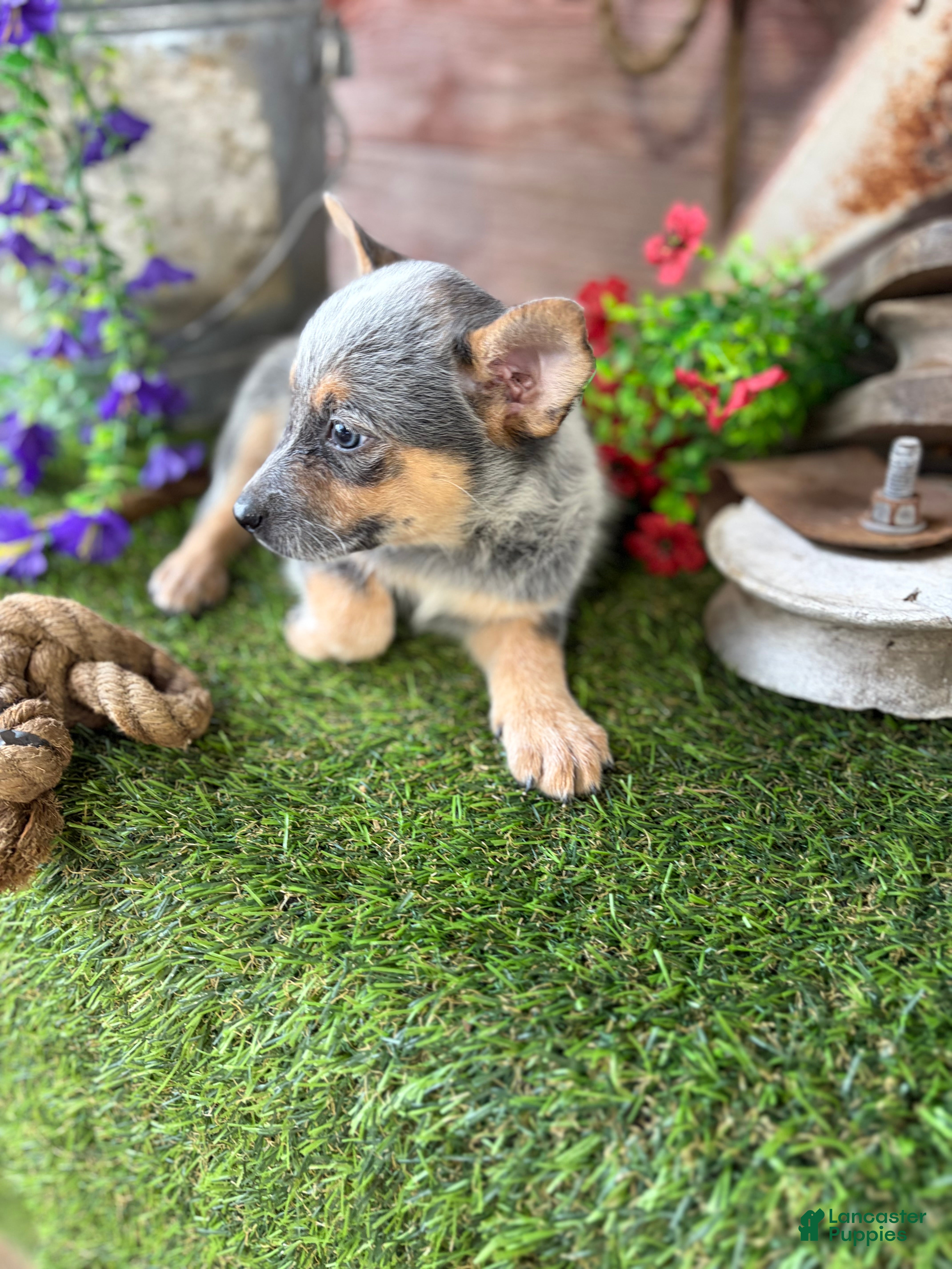 Australian Cattle Dog dogs Cinch - Ad 2