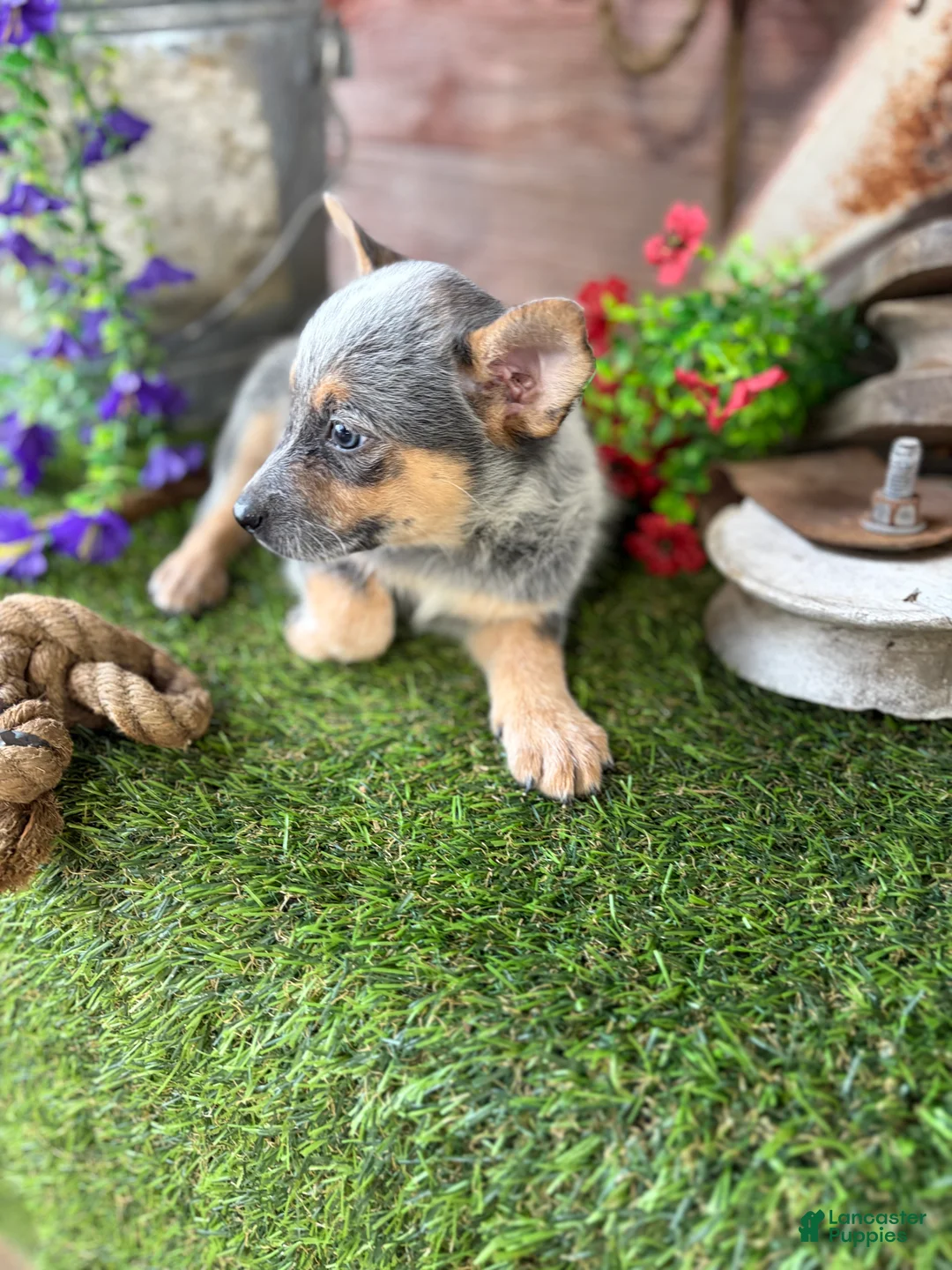 Australian Cattle Dog dogs for sale: Cinch - Ad 2