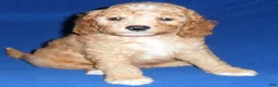 Cockapoo dogs for sale: Teddy - Ad 7
