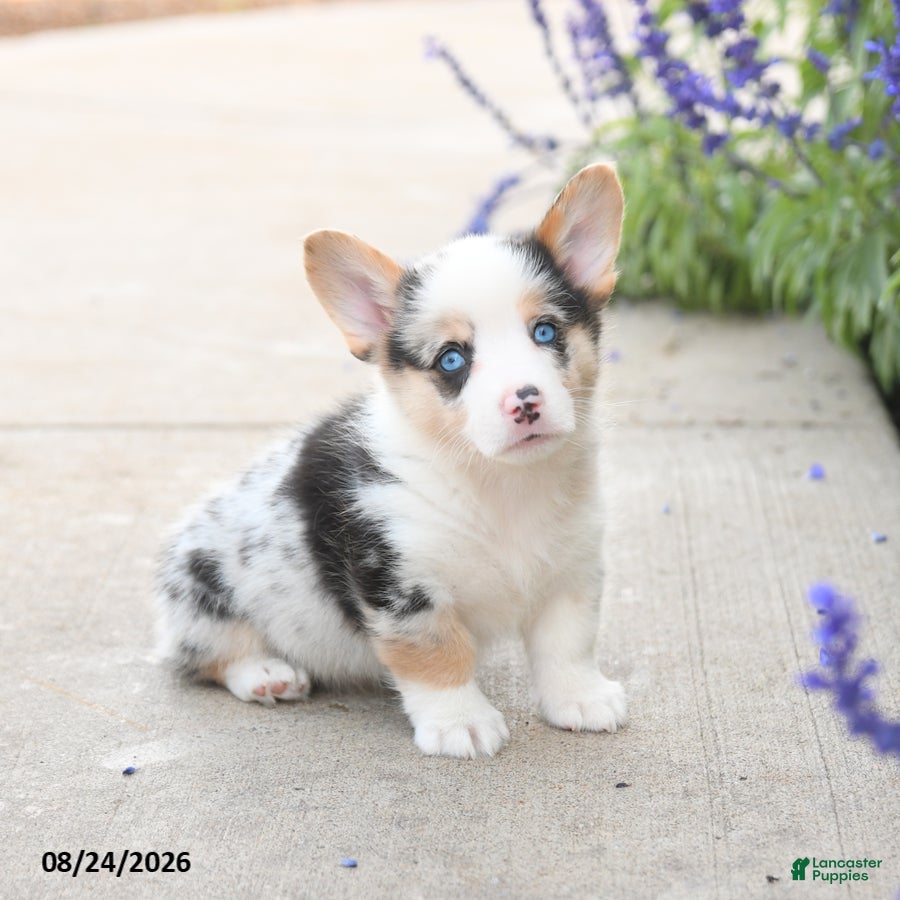Welsh Corgi Pembroke dogs Lincoln - Ad 1