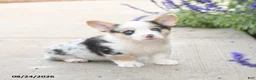Welsh Corgi Pembroke dogs for sale: Lincoln - Ad 1