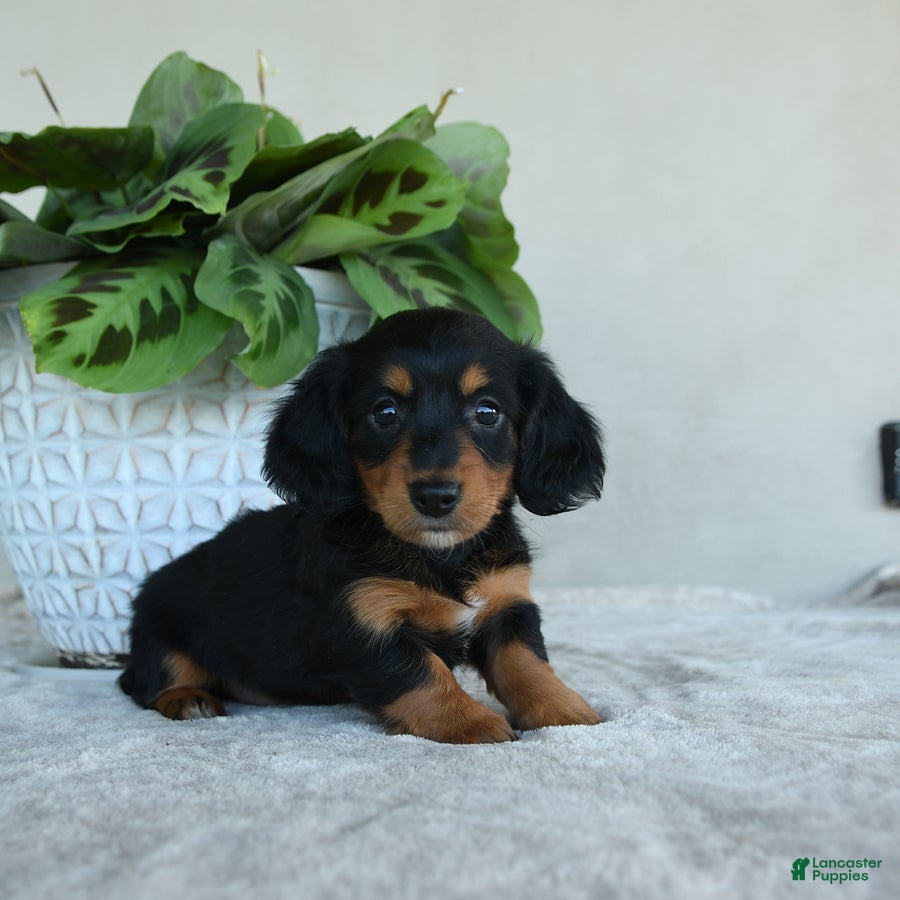 Dachshund dogs Lotty - Ad 2