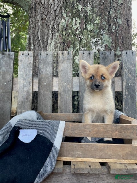 Pomsky dogs Buttons - Ad 1