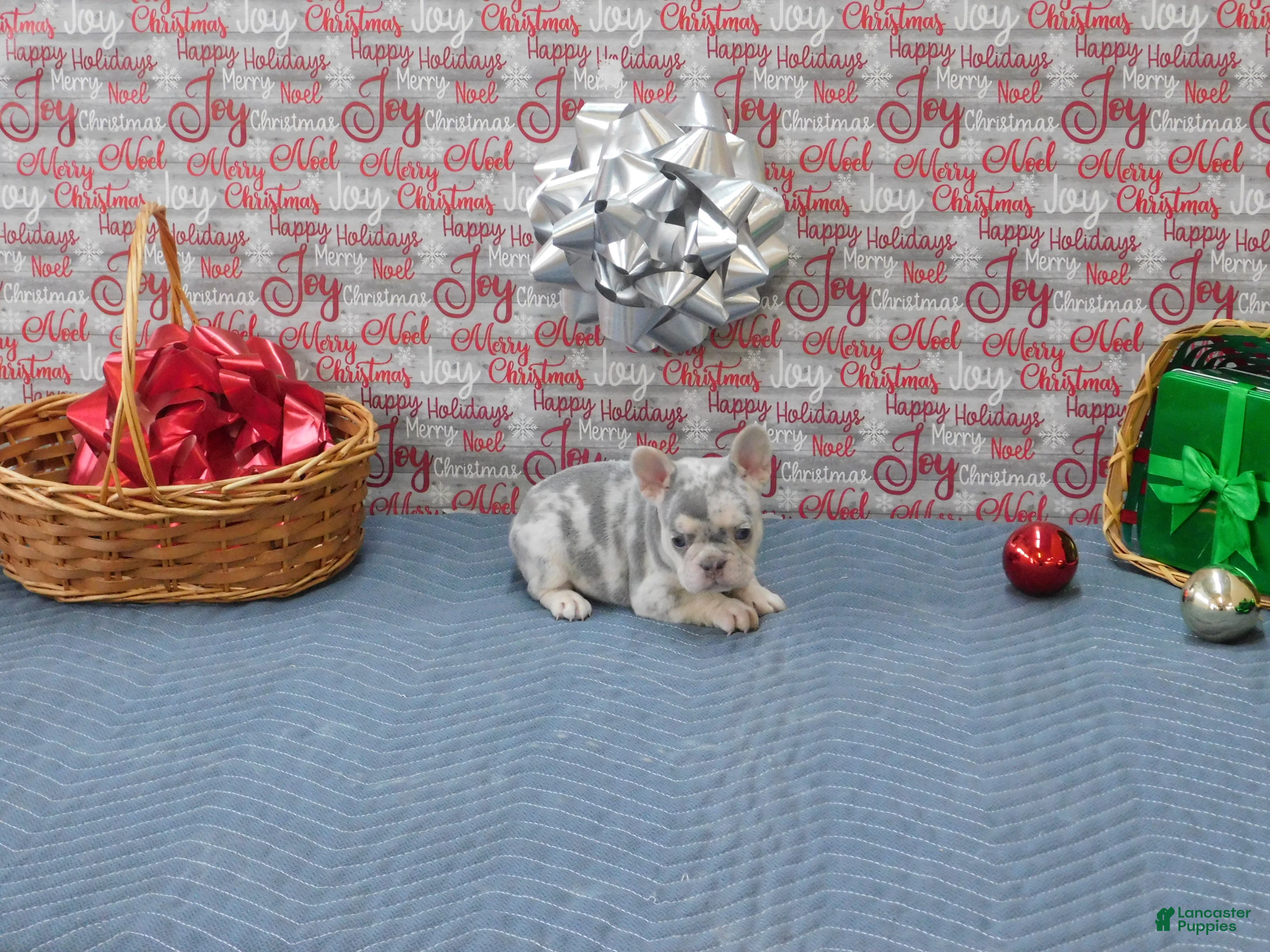 French Bulldog dogs BEAR - Ad 1