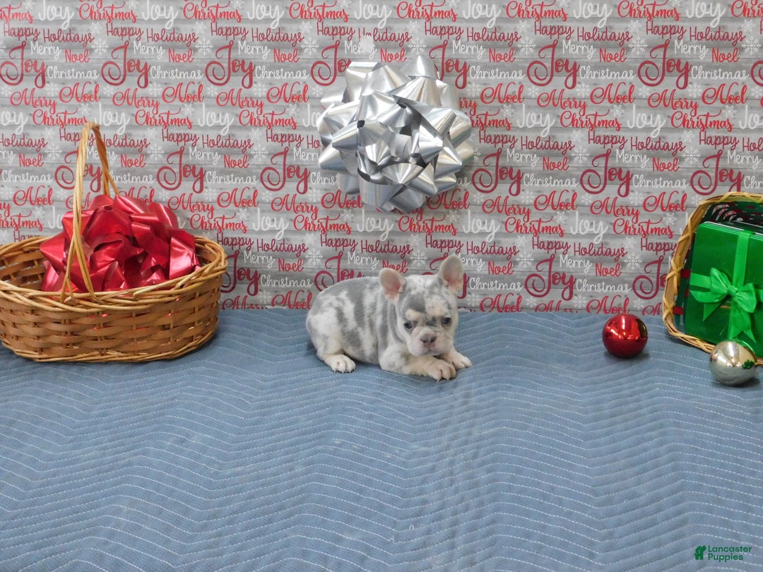 French Bulldog dogs for sale: BEAR - Ad 1