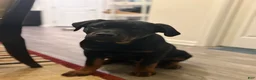 Rottweiler dogs for sale: Cash  - Ad 3