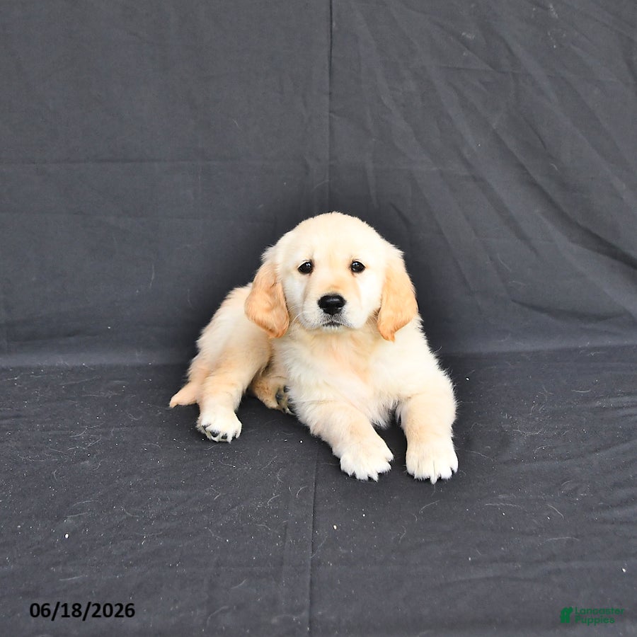 Golden Retriever dogs Jazmin - Ad 1