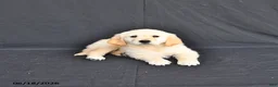 Golden Retriever dogs for sale: Jazmin - Ad 1