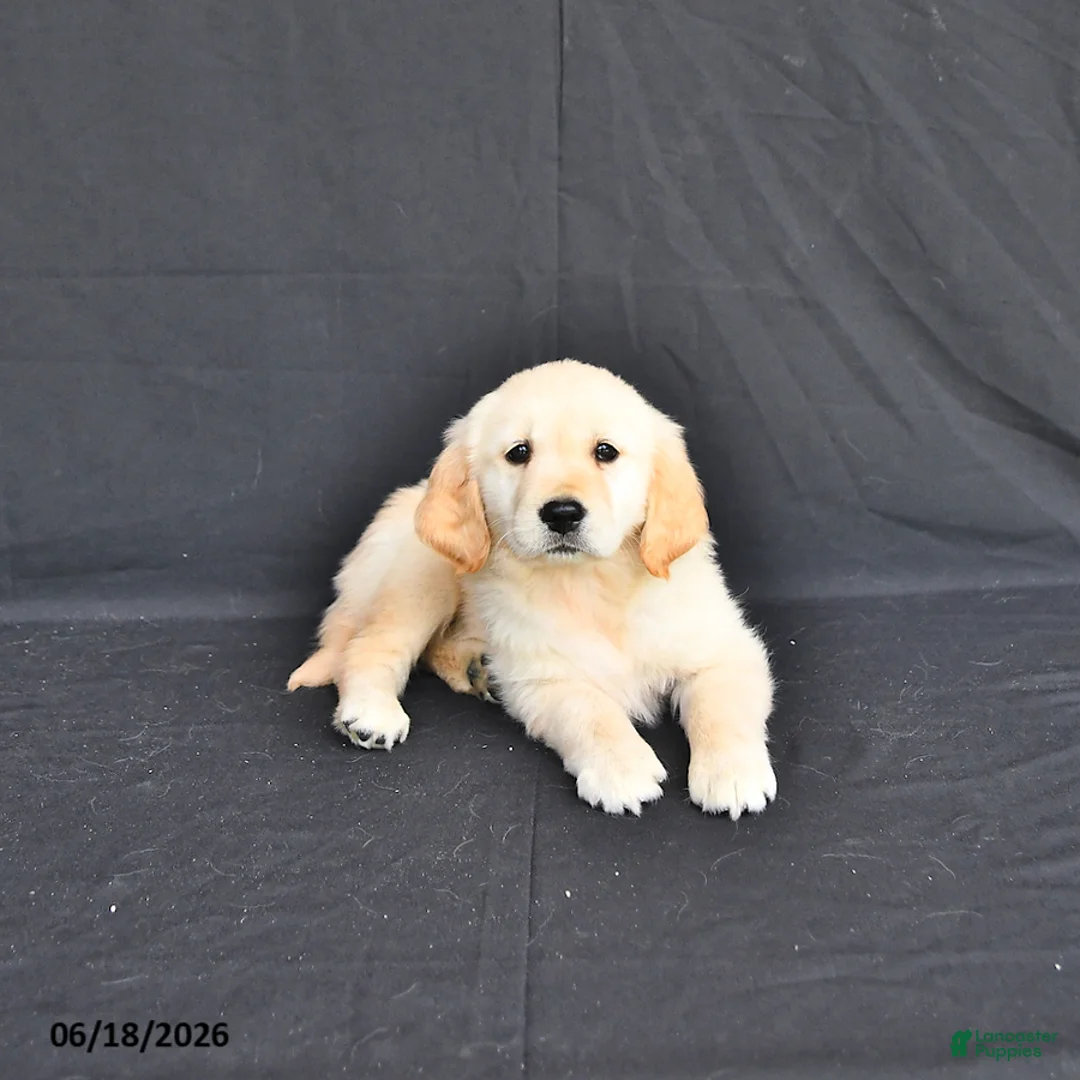 Golden Retriever dogs for sale: Jazmin - Ad 1