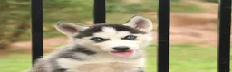 Siberian Husky dogs for sale: Beauty - Ad 5