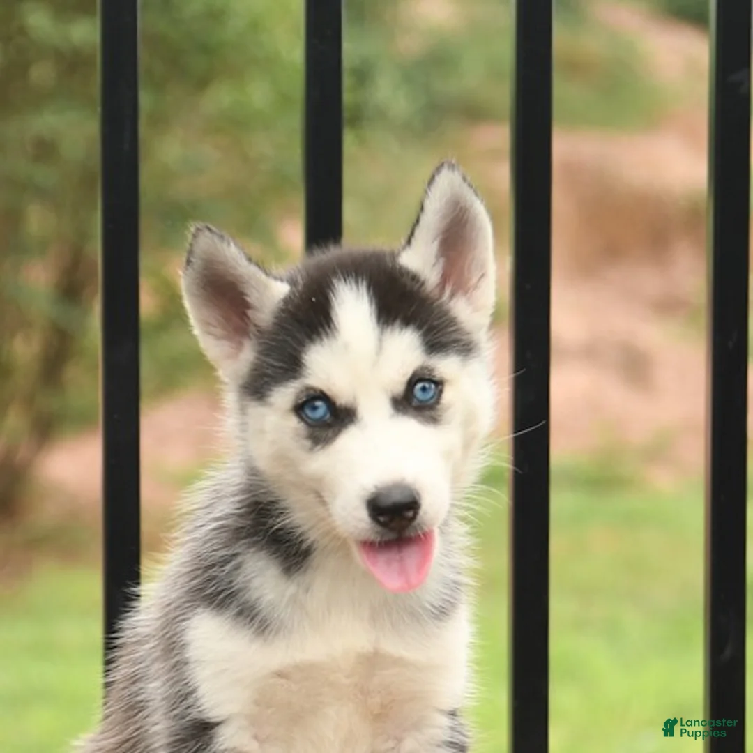 Siberian Husky dogs for sale: Beauty - Ad 5
