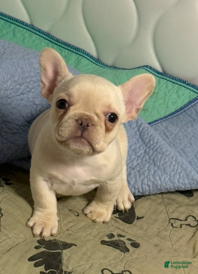 French Bulldog dogs French Bulldog Puppy 1 - Ad 4