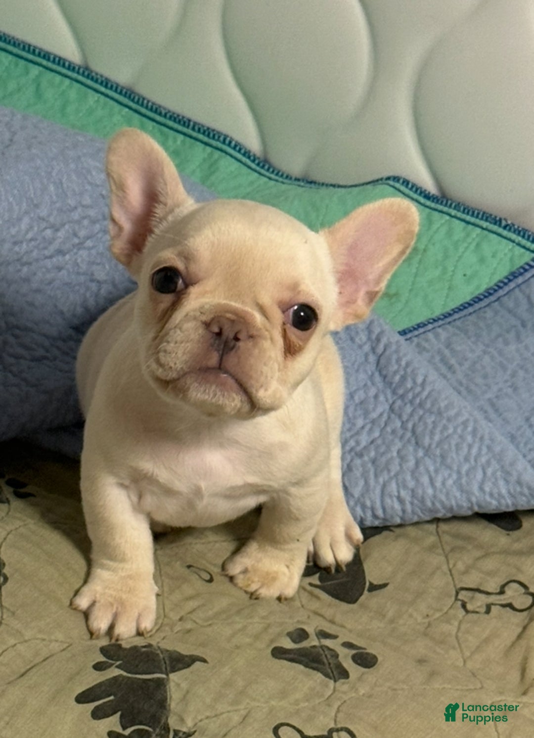 French Bulldog dogs for sale: French Bulldog Puppy 1 - Ad 1