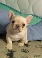 French Bulldog Puppy 1