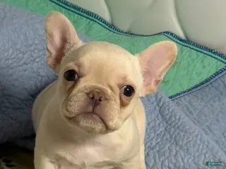 French Bulldog dogs French Bulldog Puppy 1 - Ad 21