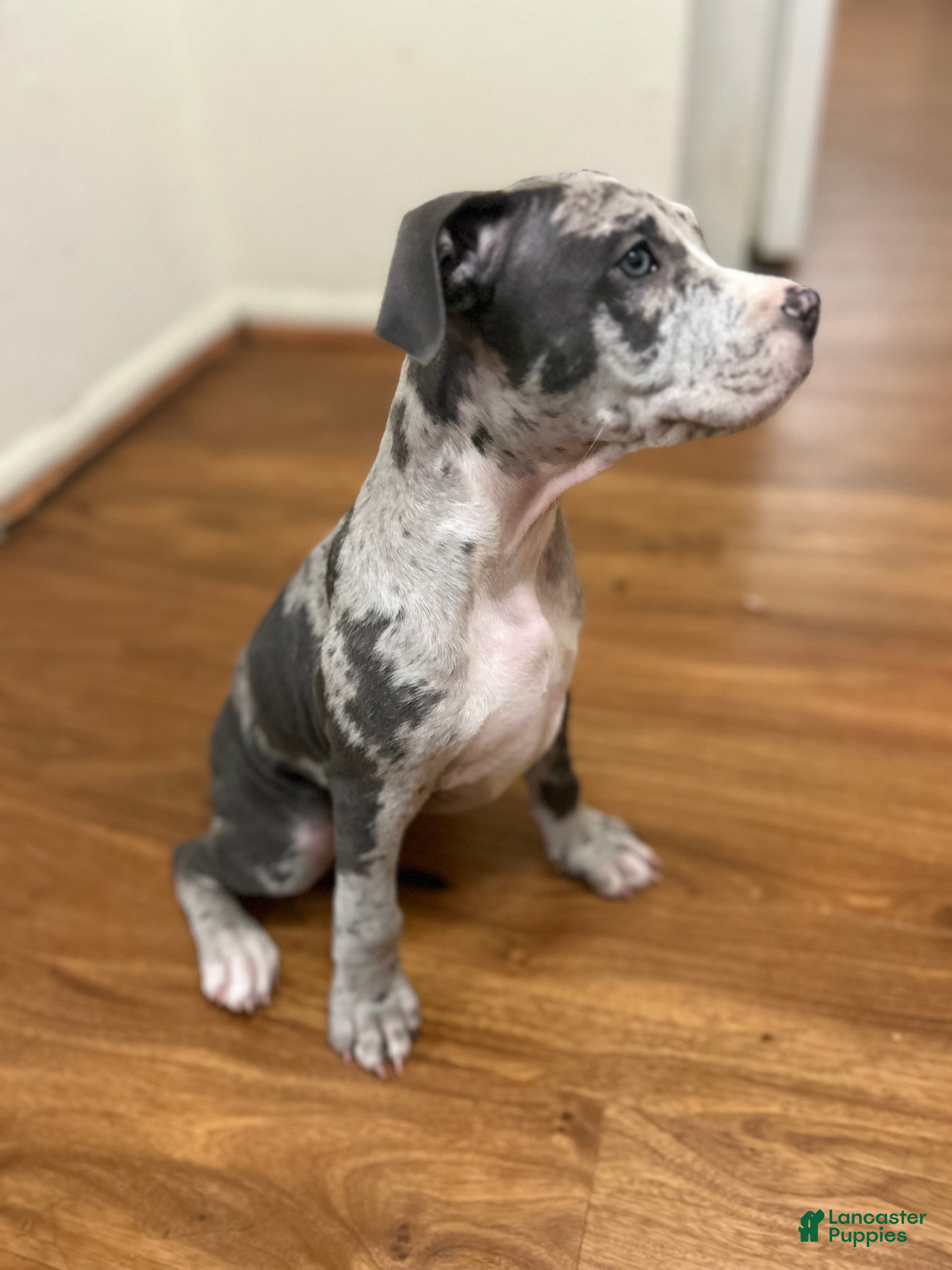 Mixed Breed dogs Luca - Ad 13